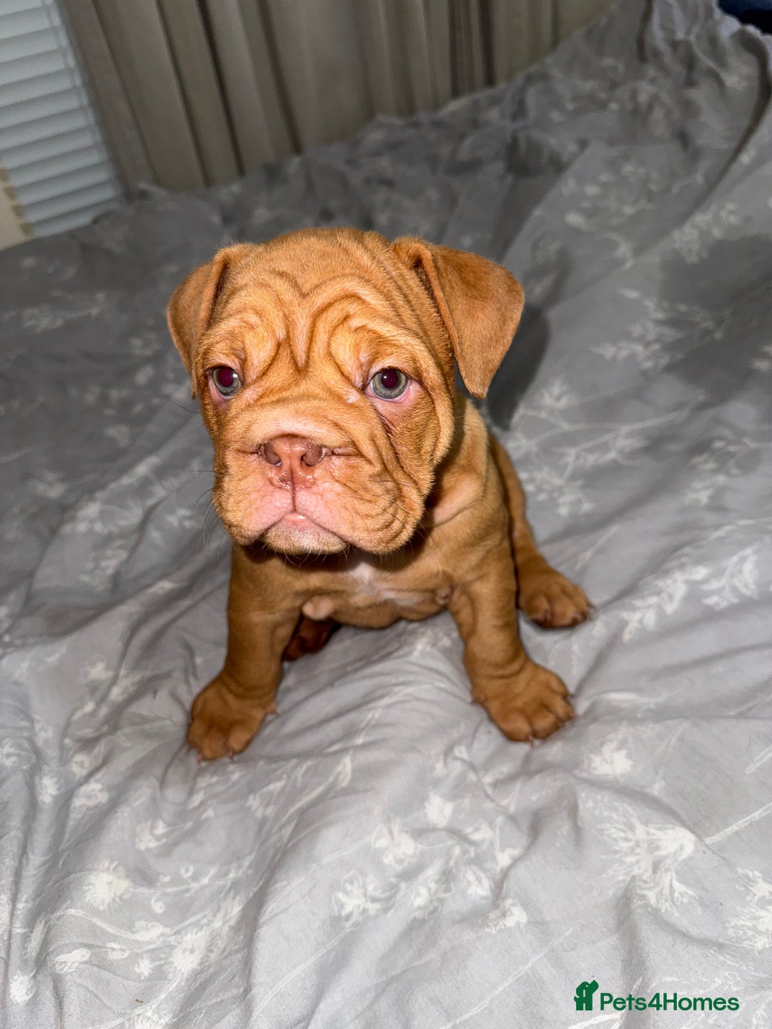 English Bulldog dogs for sale: Beautiful English bulldog puppy  - Image 3