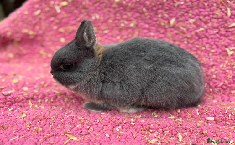 Netherland Dwarf rabbits - Advert 14