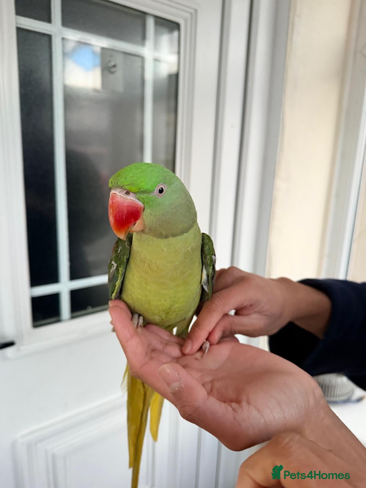 Parrots birds for sale: Super Tamed Alexanderian baby Parrot  - Advert 10