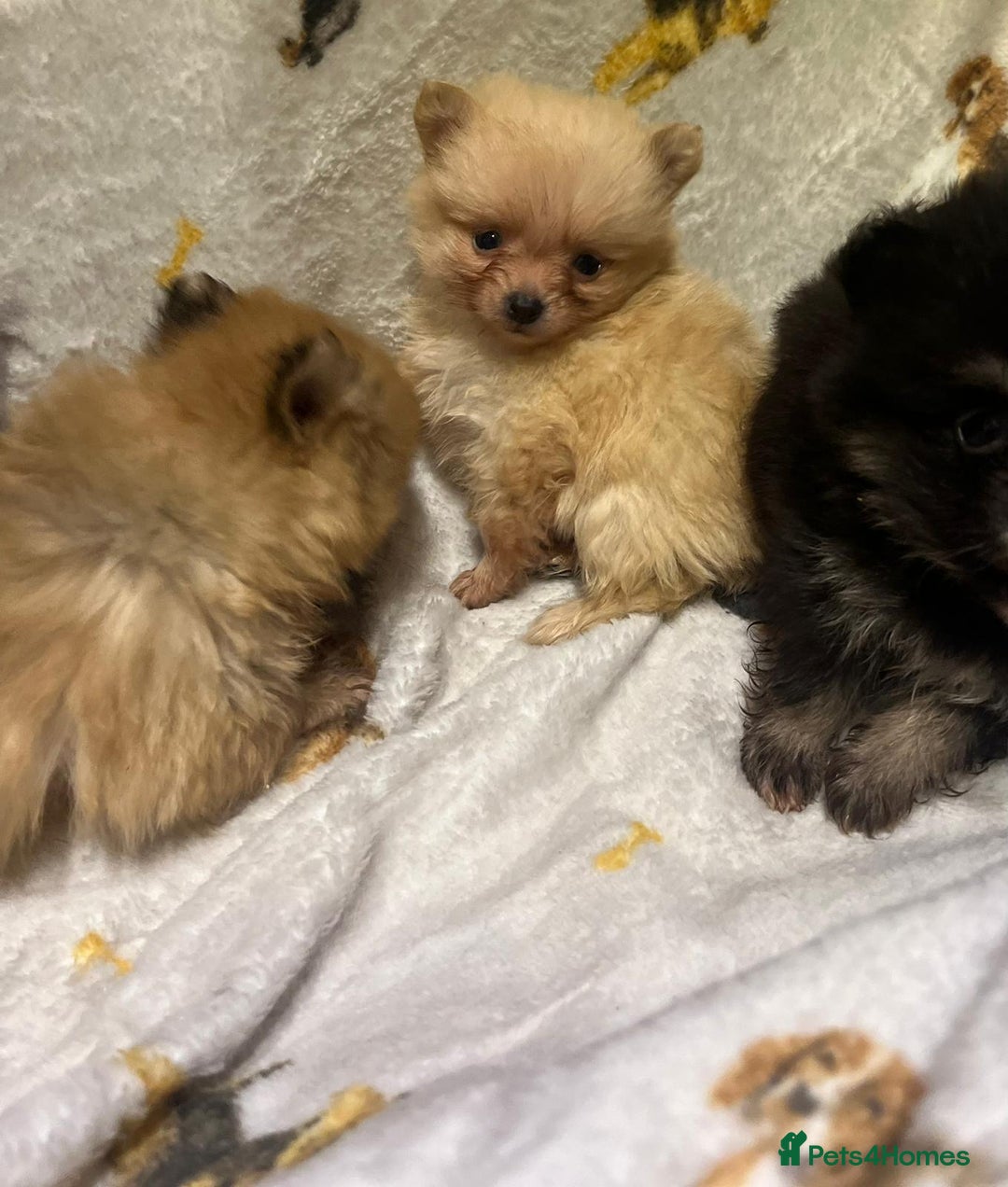 Pomchi dogs for sale: Pomeranian puppy's  - Advert 8