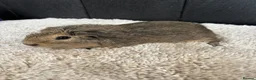 Guinea Pig rodents for sale: Stunning baby guinea pigs  - Advert 3
