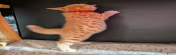 Mixed Breed cats for sale: Beautiful half Bengal kittens - Advert 23