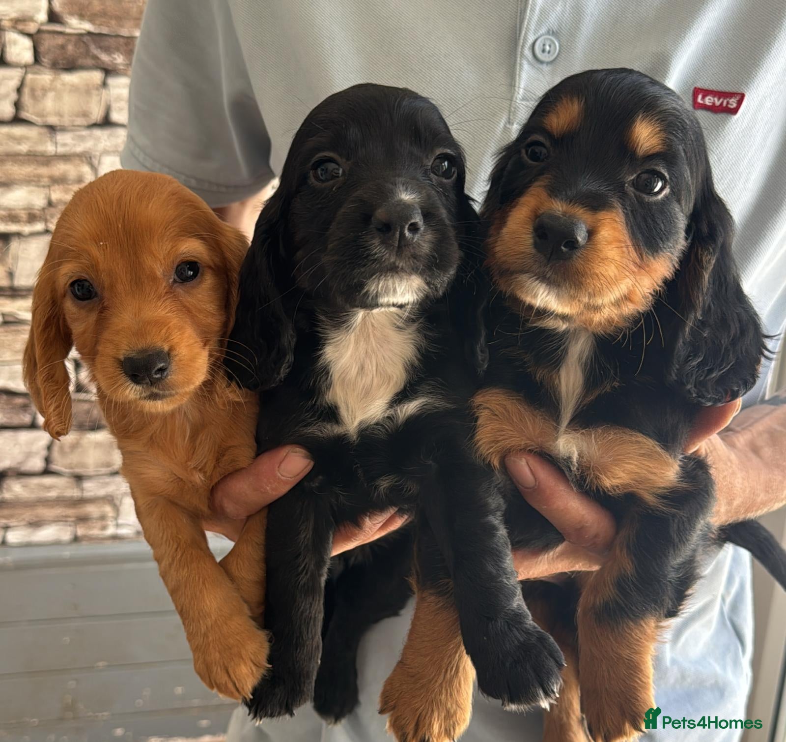 Cocker Spaniel dogs KC COCKER SPANIEL 8 weeks 27th June  - Advert 1