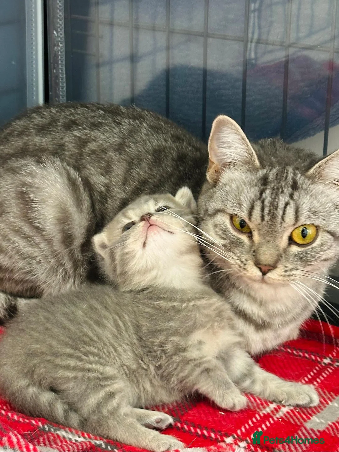 British Shorthair cats for sale: Stunning BSH Grey & Stripe Girl - Advert 1