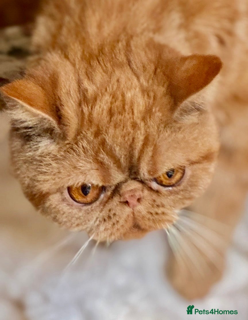 Exotic cats Gorgeous Young GCCF Exotic female PKD & PRA clear - Advert 9