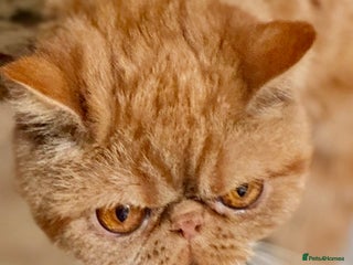 Exotic cats Gorgeous Young GCCF Exotic female PKD & PRA clear - Advert 1