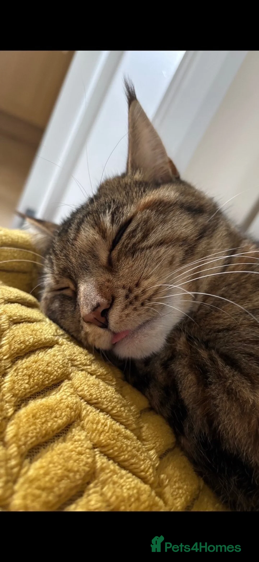 Maine Coon cats for sale: Half Maine coon half tabby - Advert 2