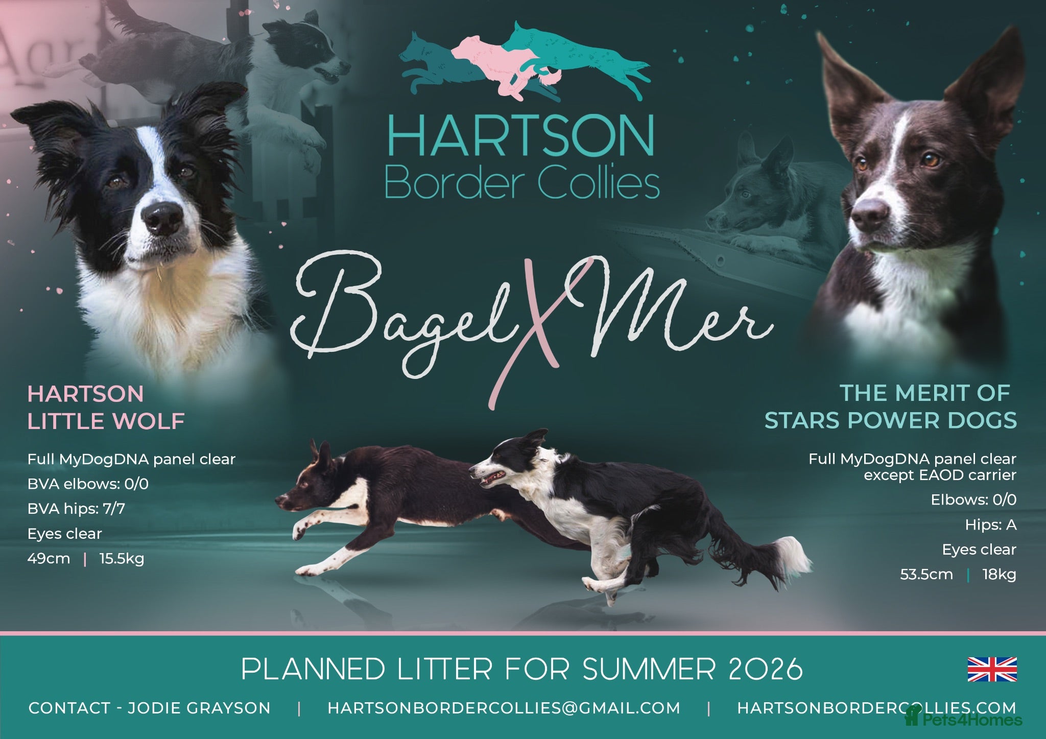 Border Collie dogs KC registered sport puppies - Advert 18