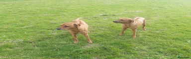Rhodesian Ridgeback Puppy 4