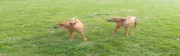 Rhodesian Ridgeback dogs for sale: 🦁RHODESIAN RIDGEBACKS PUPPIES🦁  - Advert 15