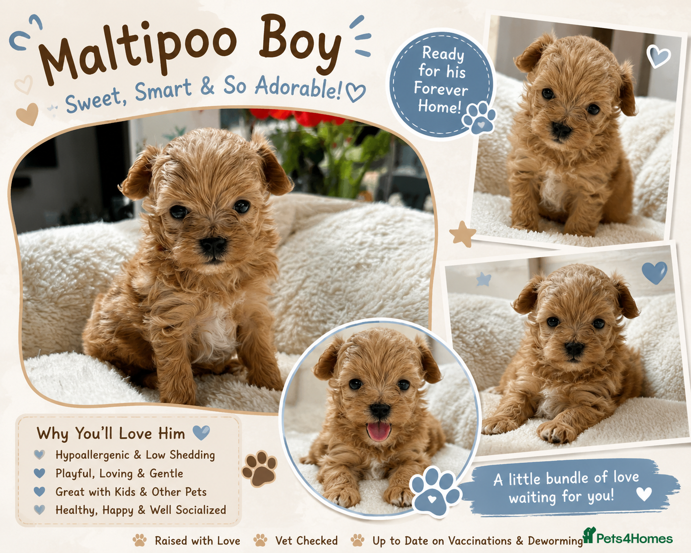 Maltipoo dogs Adorable F1 Maltipoo boy - Advert 1