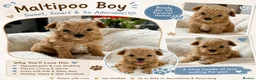 Maltipoo dogs for sale: Adorable F1 Maltipoo boy in Croydon - Advert 1
