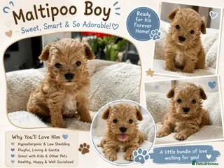 Maltipoo dogs for sale: Adorable F1 Maltipoo boy - Advert 1