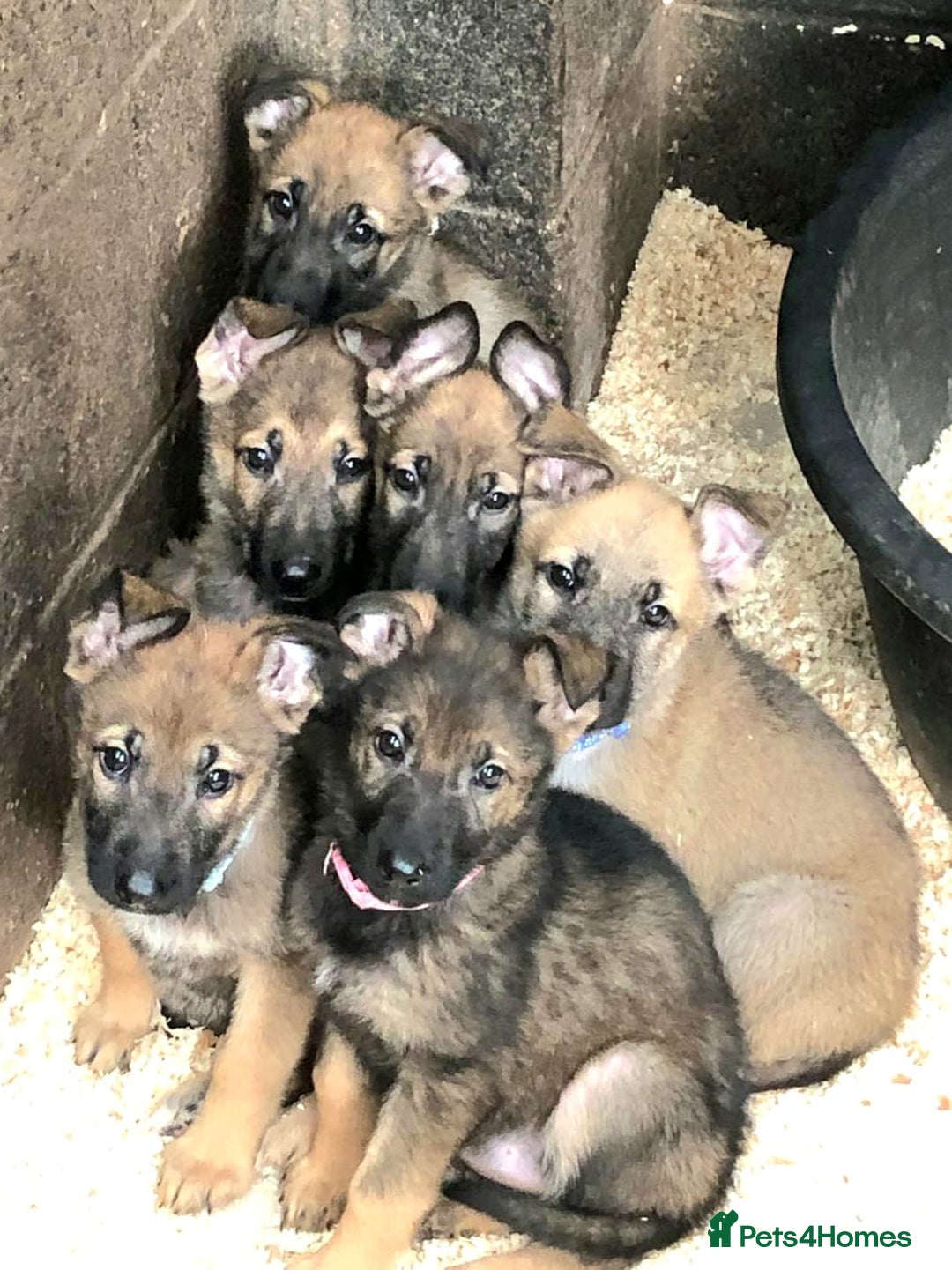 German Shepherd dogs for sale: German Shepherd puppies for sale - Advert 1