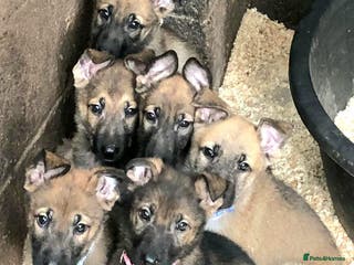 German Shepherd dogs German Shepherd puppies for sale - Advert 2