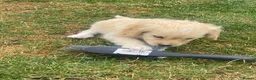 Cockapoo dogs for sale: Cockapoo puppies  - Advert 15