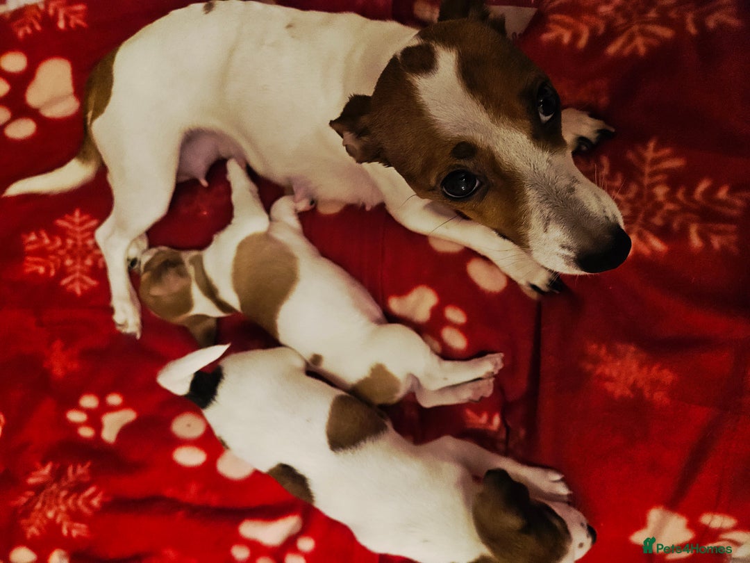 Jack Russell dogs for sale: LOVELY JACK RUSSELL PUPPIES FOR SALE. - Advert 22