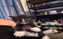 Ragdoll cats for sale: Tuxedo ragdolls kittens - Image 4