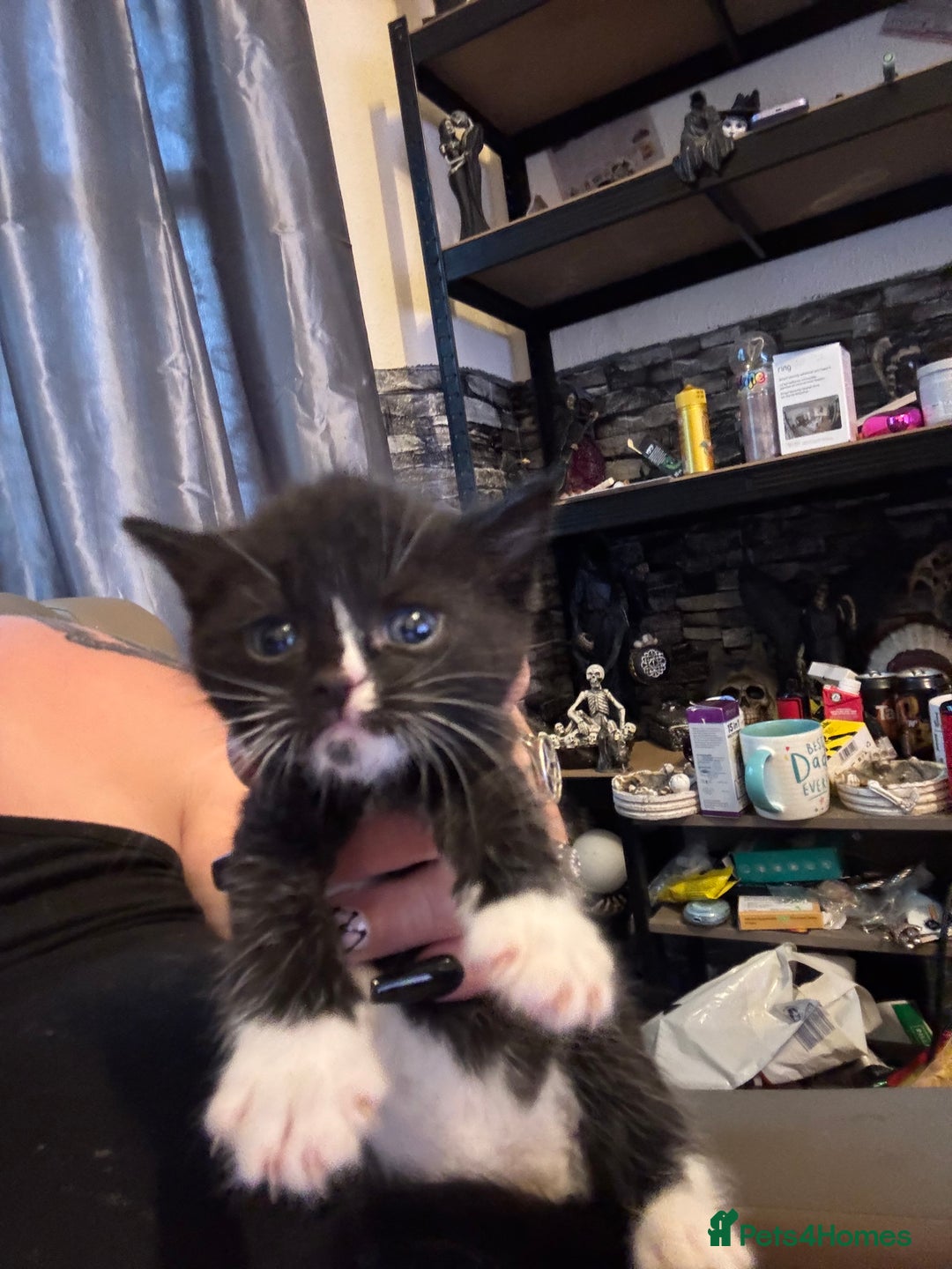 Ragdoll cats for sale: Tuxedo ragdolls kittens - Image 4