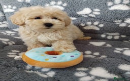 Maltipoo dogs for sale:  Maltipoo puppies  mix litter - Image 6