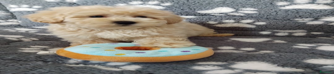 Maltipoo Puppy 2