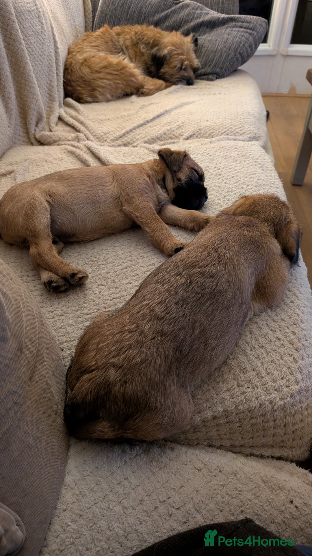 Border Terrier dogs for sale: Border terrier pups x2 - Advert 2