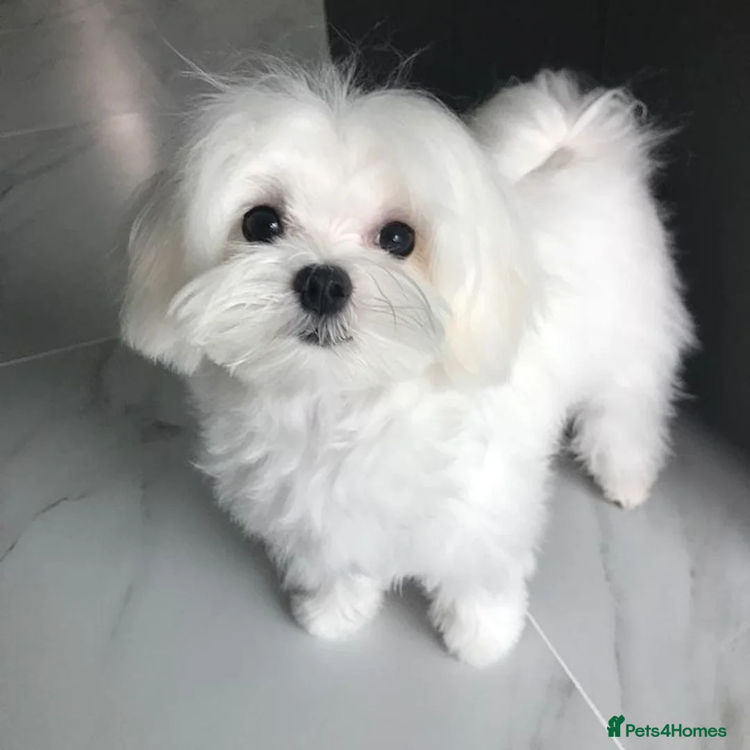 Mixed Breed dogs for sale: Adorable Pure White Maltese Puppy Girl - Advert 2