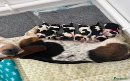 Basset Hound dogs for sale: Beautiful Basset Hound Puppies  - Image 6