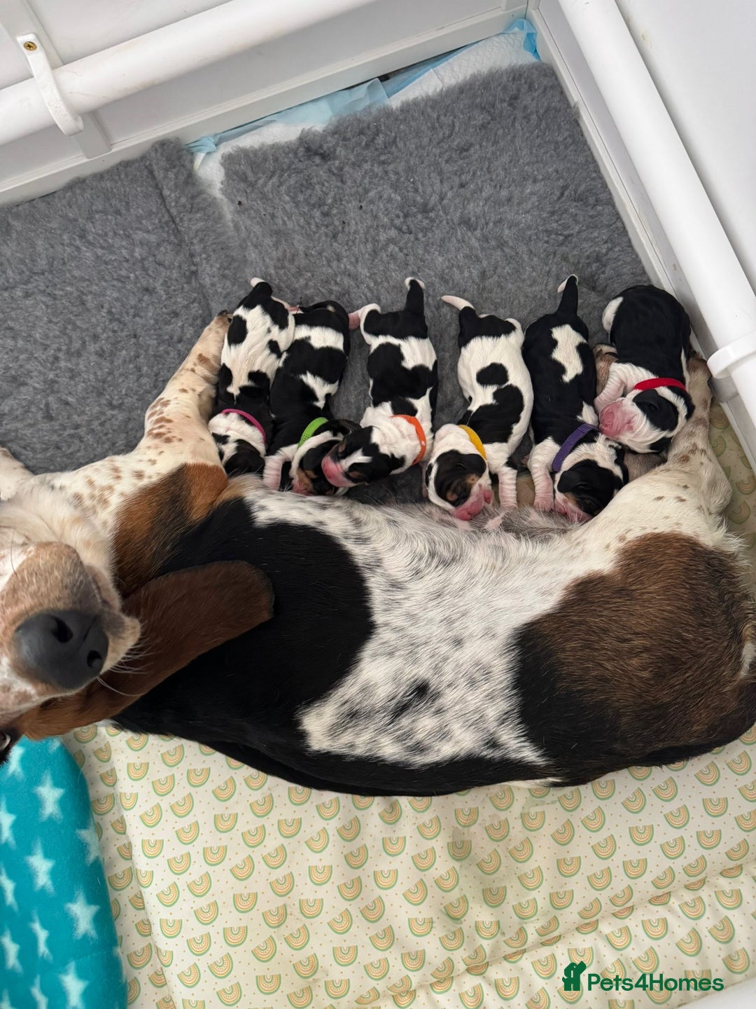 Basset Hound dogs for sale: Beautiful Basset Hound Puppies  - Image 6