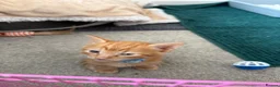 Mixed Breed cats for sale: 2 mixed breed male kittens - Advert 4