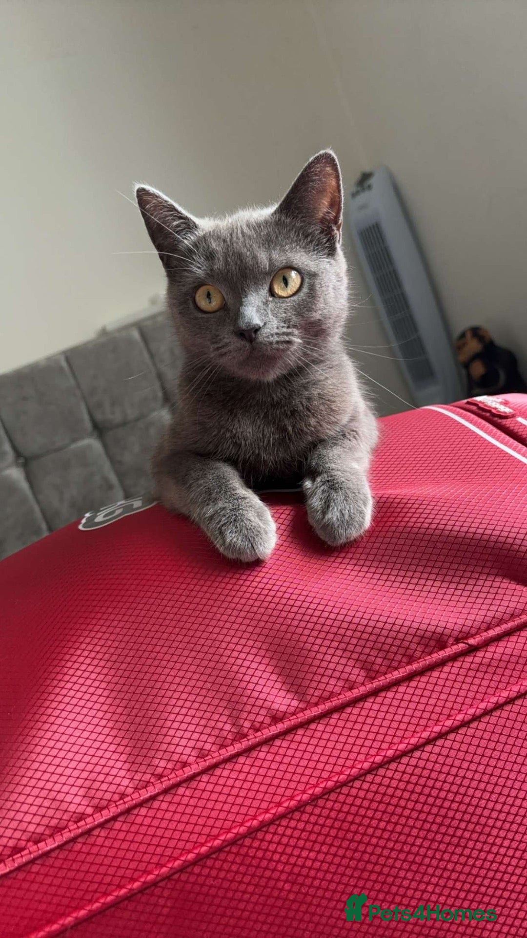 British Shorthair cats for sale: 2 girl 1 boy British shorthair cross - Advert 6