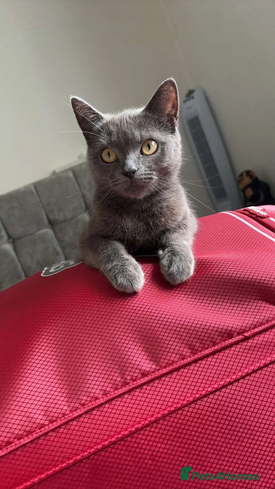 British Shorthair cats for sale: 2 girl 1 boy British shorthair cross in Norwich - Advert 1