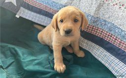 Golden Retriever dogs for sale: Gorgeous Golden retriever puppies for new homes - Image 8