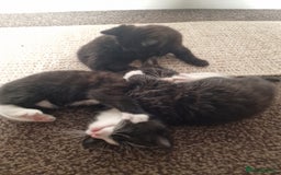 European cats for sale: Tuxedo and black kittens - Image 4