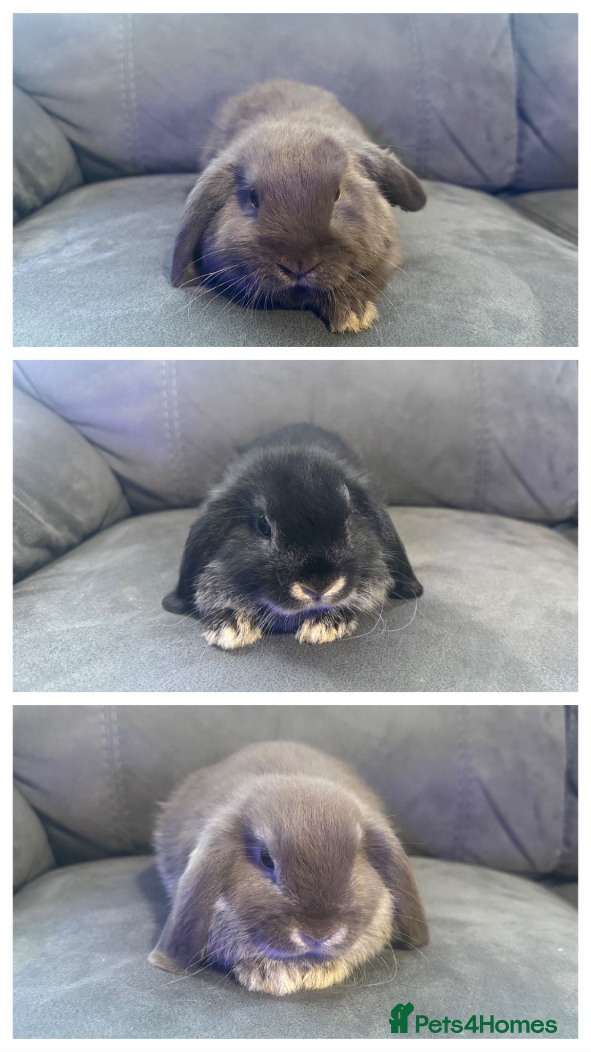 Mini Lop rabbits Beautiful Pure Mini Lops - Advert 1