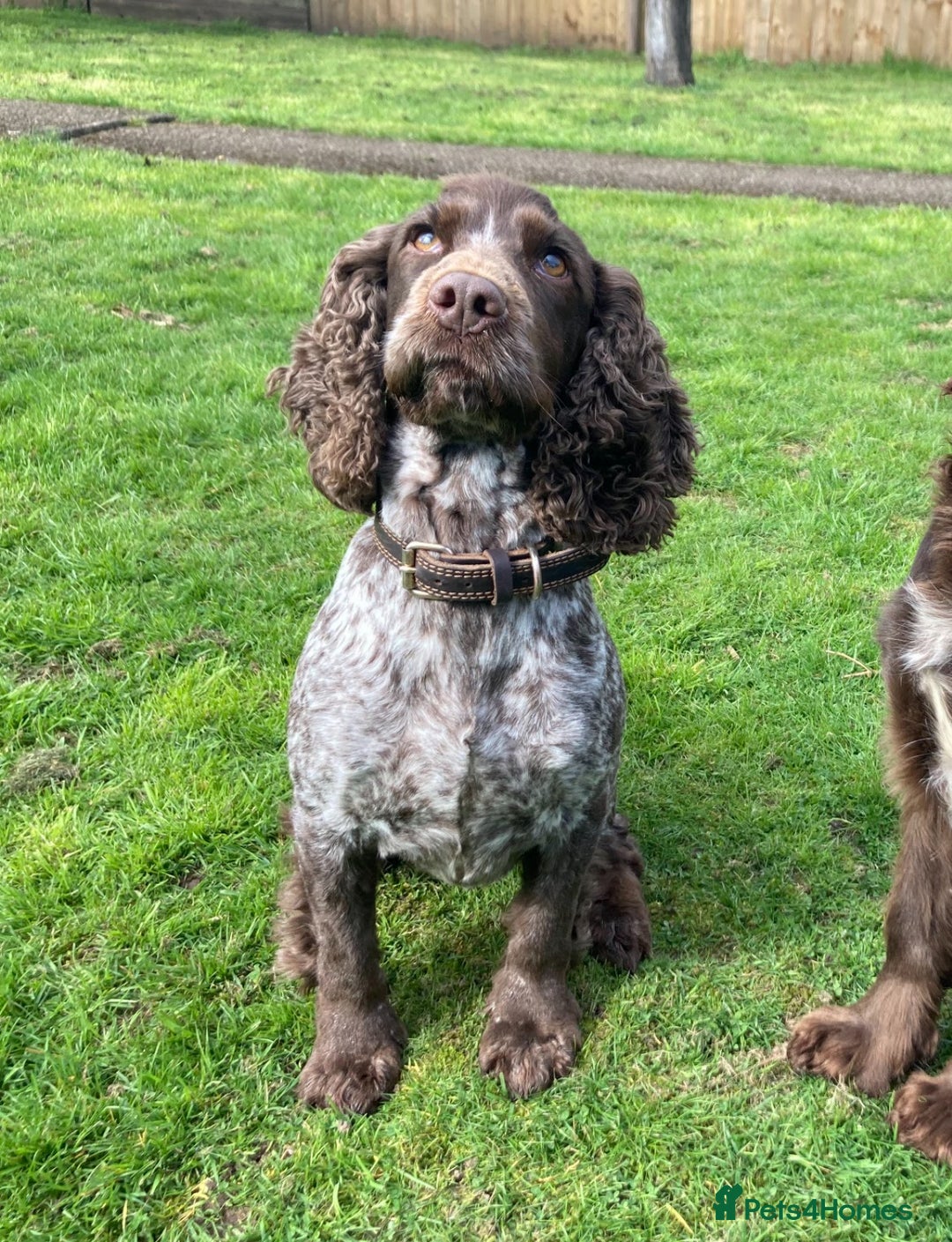 Cocker Spaniel dogs for sale: 3 Stunning Working Cocker Spaniel Boys 🐶  - Advert 12