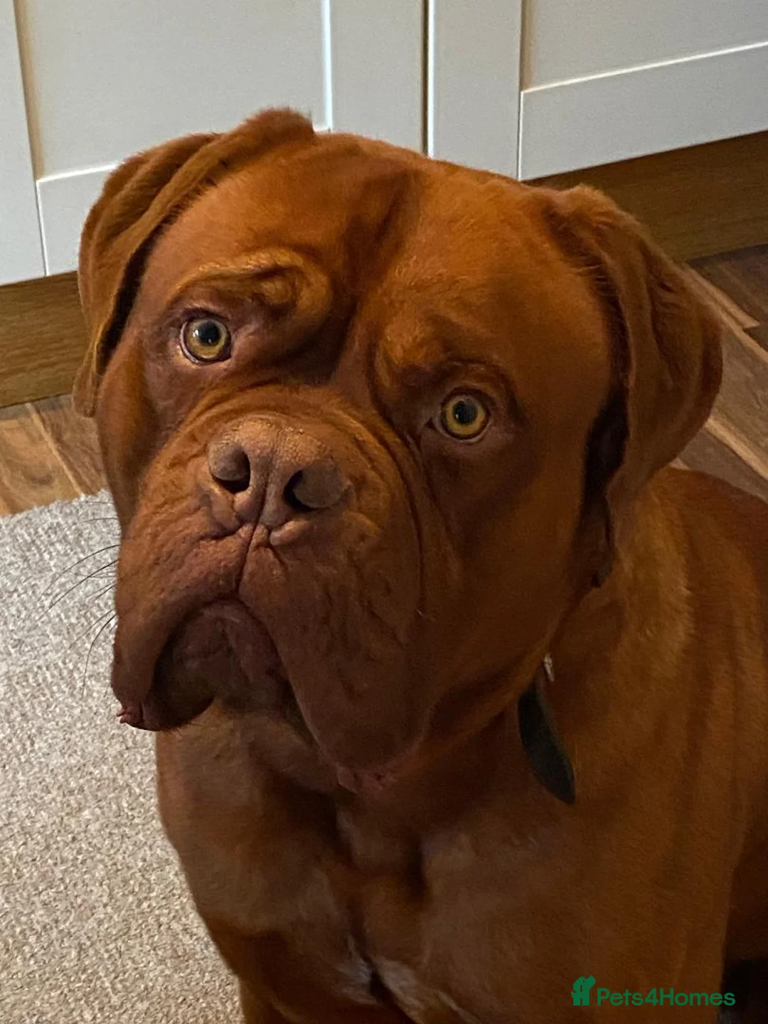 Dogue De Bordeaux dogs for sale: Happy boy looking for new home - Advert 1