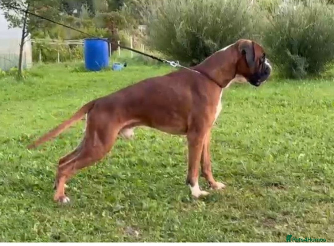 Boxer dogs for sale: Adorable BOXER puppies - Advert 3