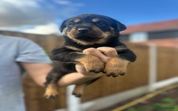 Rottweiler dogs for sale: Rottweiler puppies  - Image 1