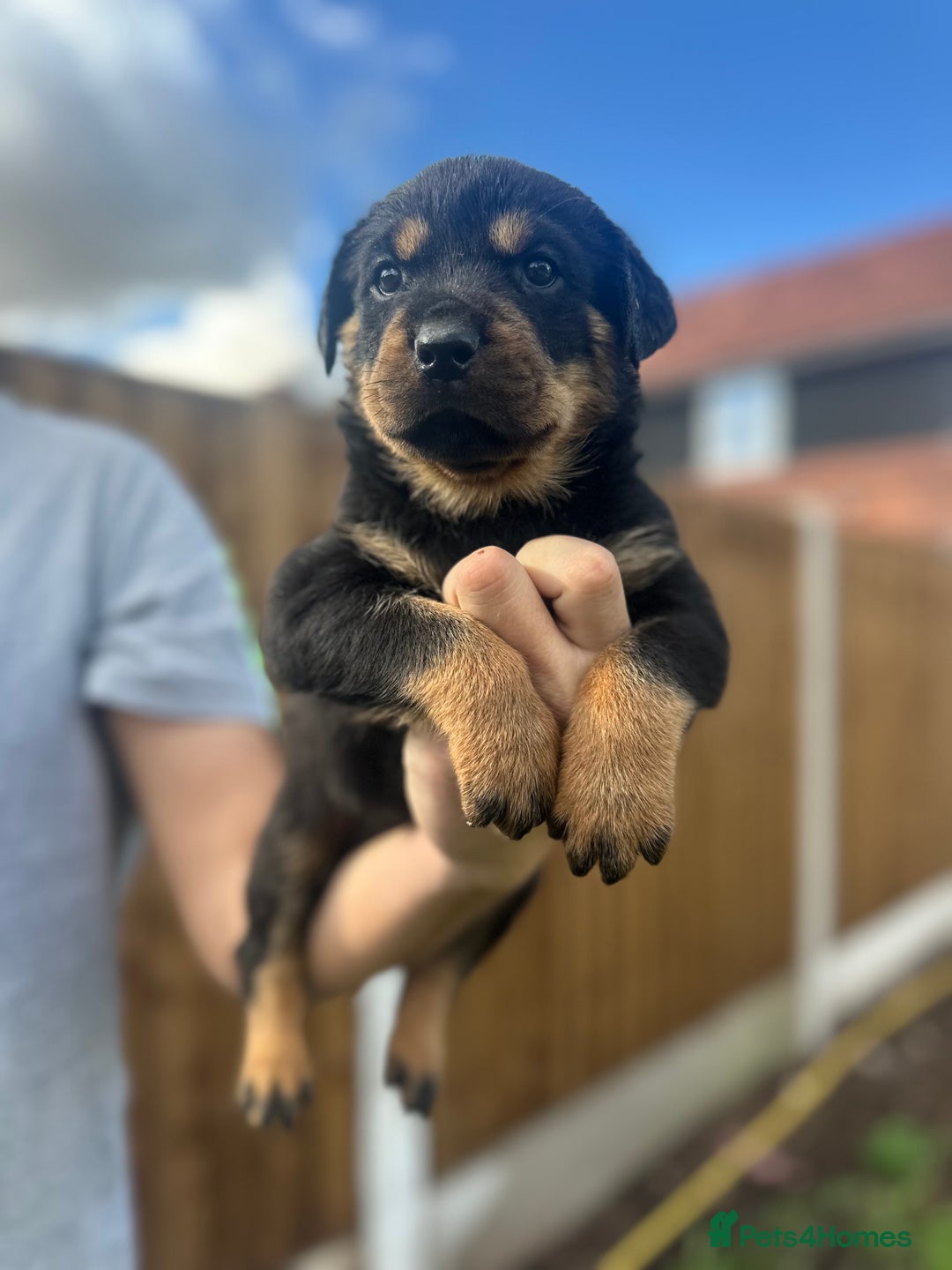 Rottweiler dogs for sale: Rottweiler puppies  - Image 1