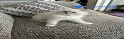 Ragdoll cats for sale: GCCF Registered - 1 Blue Tabby Remaining  - Advert 9