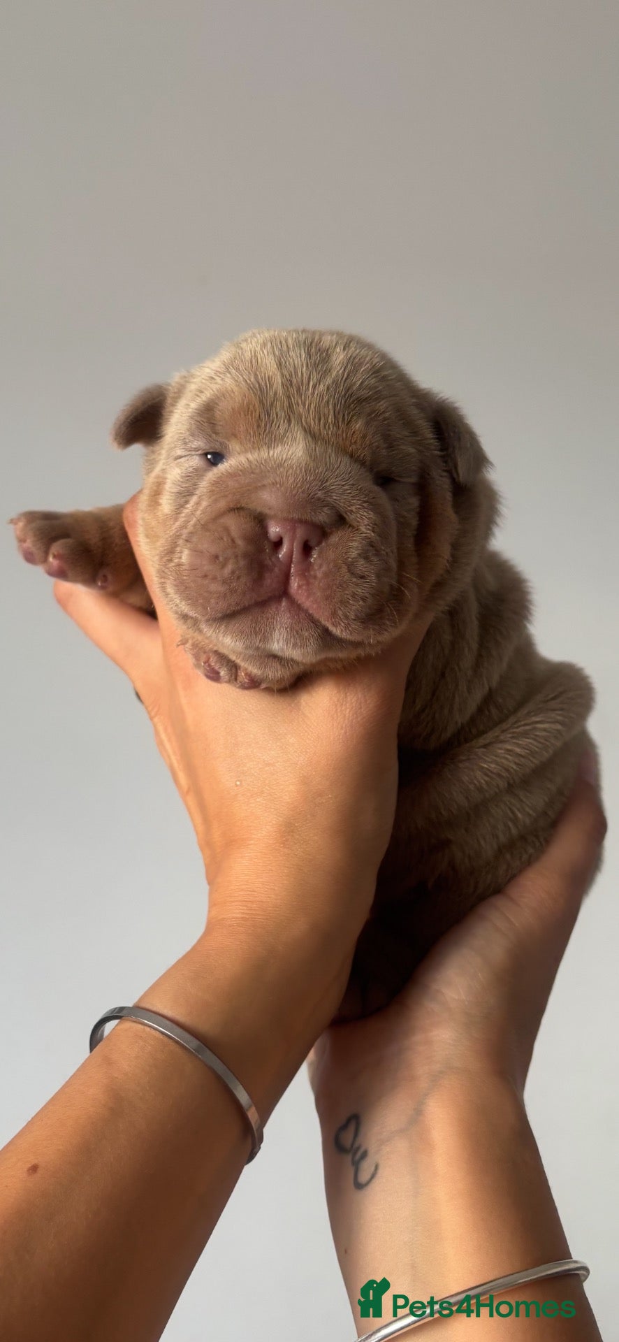 English Bulldog dogs *** QUALITY ENGLISH BULLDOG’s *** - Advert 2