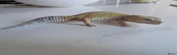 Leopard Gecko reptiles for sale: 7-Year-Old Leopard Gecko + Full Vivarium Setup - Advert 11