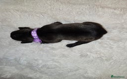 French Bulldog dogs for sale: 2 beautiful female French bulldogs - Advert 5