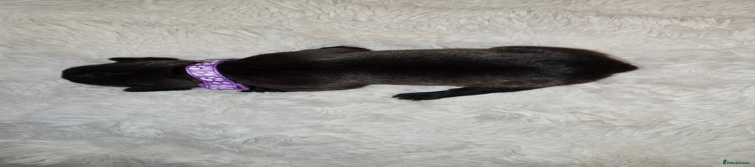 French Bulldog Puppy 2