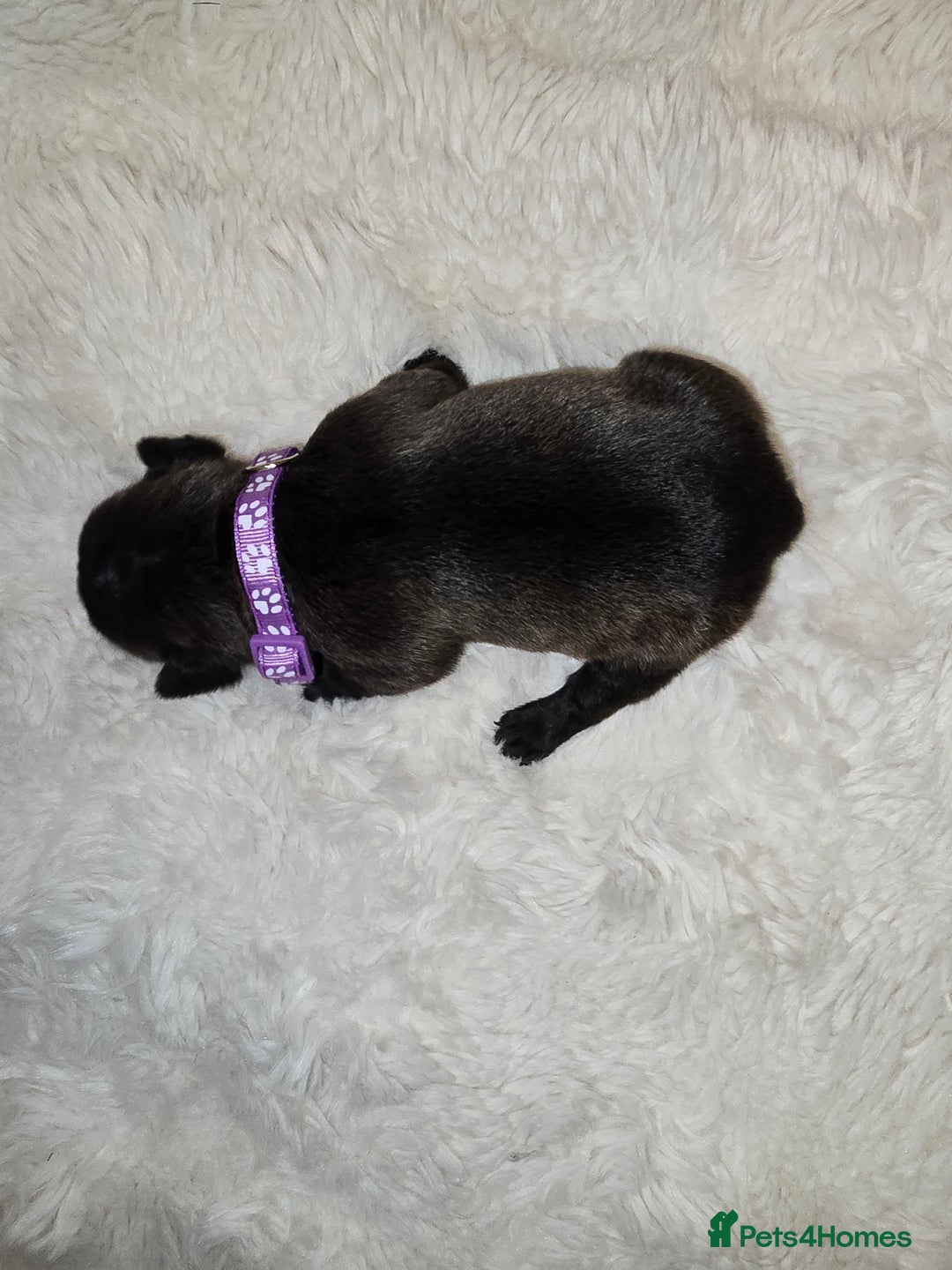 French Bulldog dogs for sale: 2 beautiful female French bulldogs - Advert 5