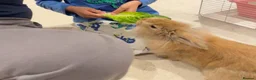 Mixed Breed rabbits for sale: Biscuit - Advert 4