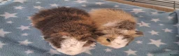 Guinea Pig rodents for sale: Teddy babies - Advert 4