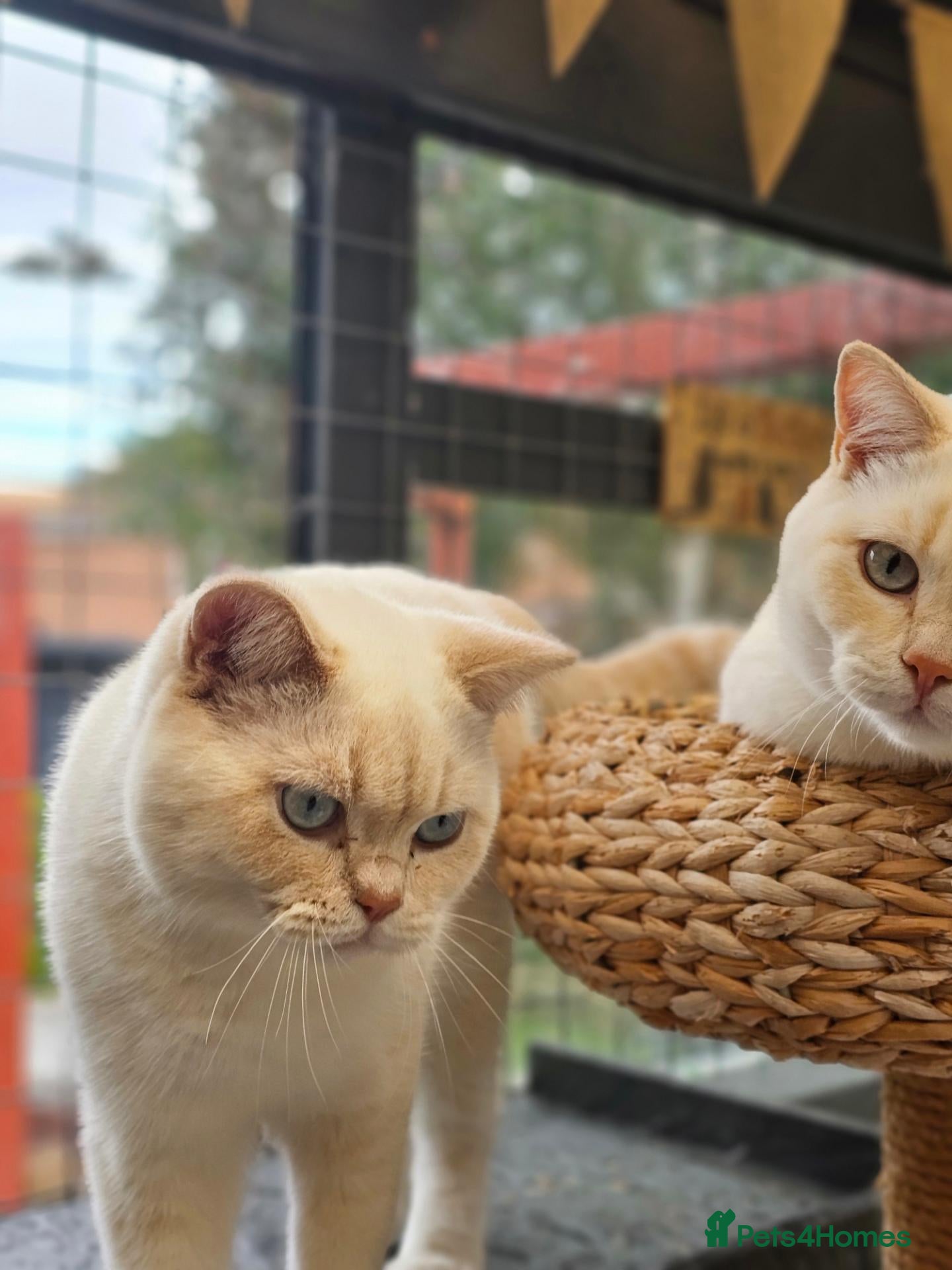 British Shorthair cats REDUCED BSH Pointed Boys - Advert 14