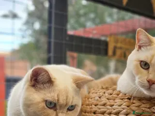 British Shorthair cats REDUCED BSH Pointed Boys - Advert 14